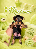Maximus
