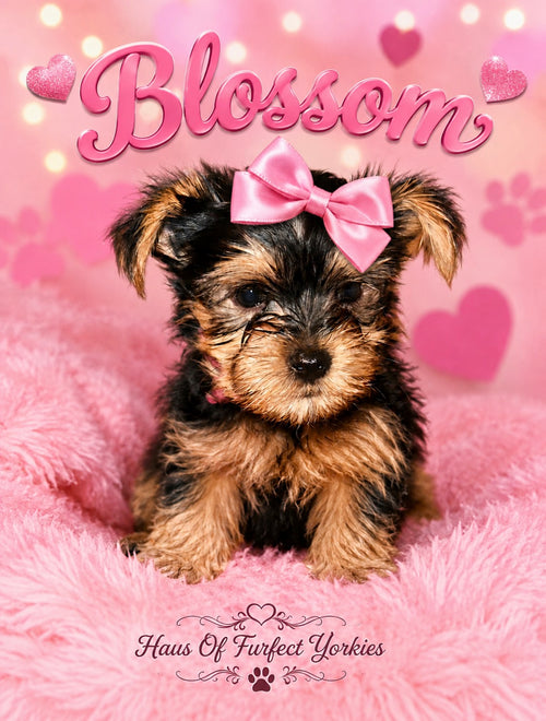 Blossom