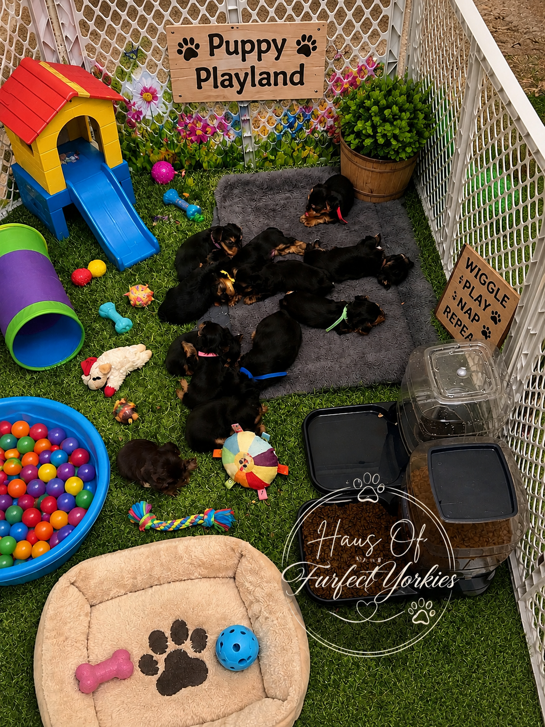 Yorkie Puppy Deposit / Reservation