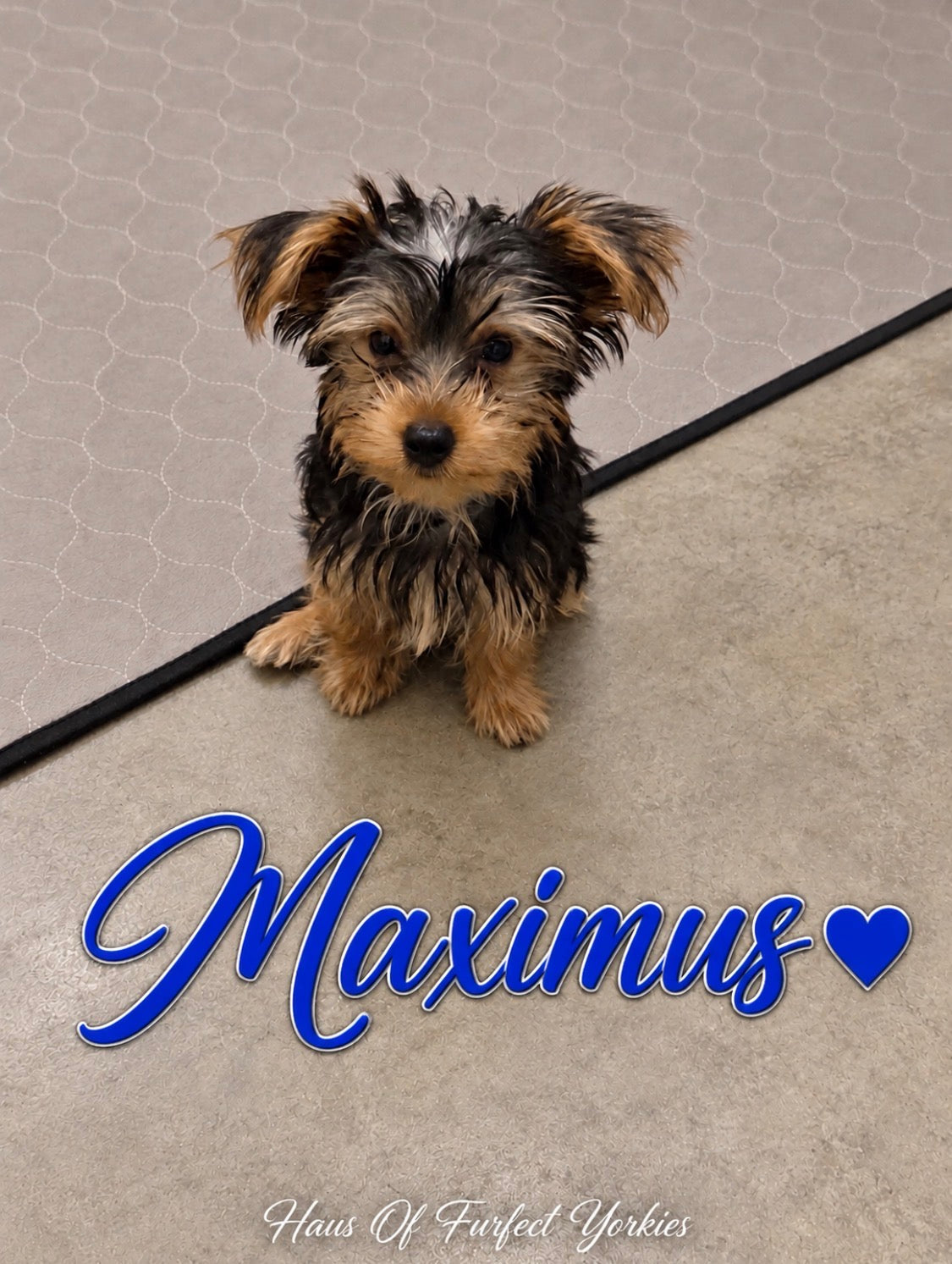 Maximus